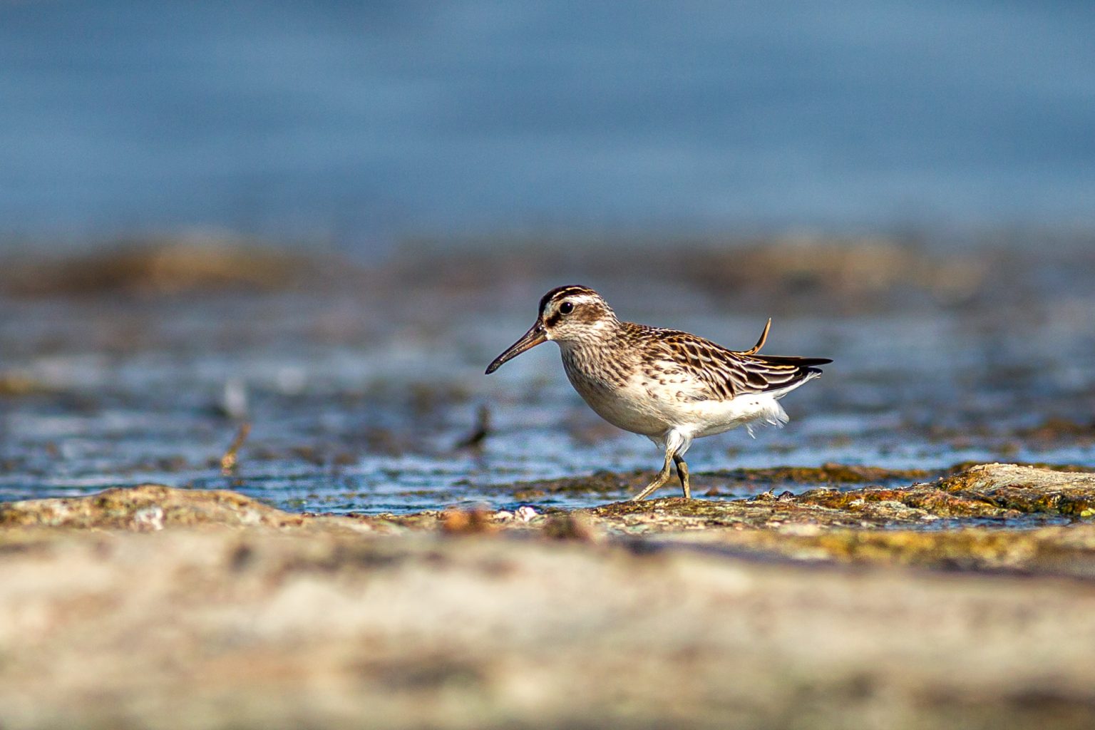 top birdwatching day tours in bourgas