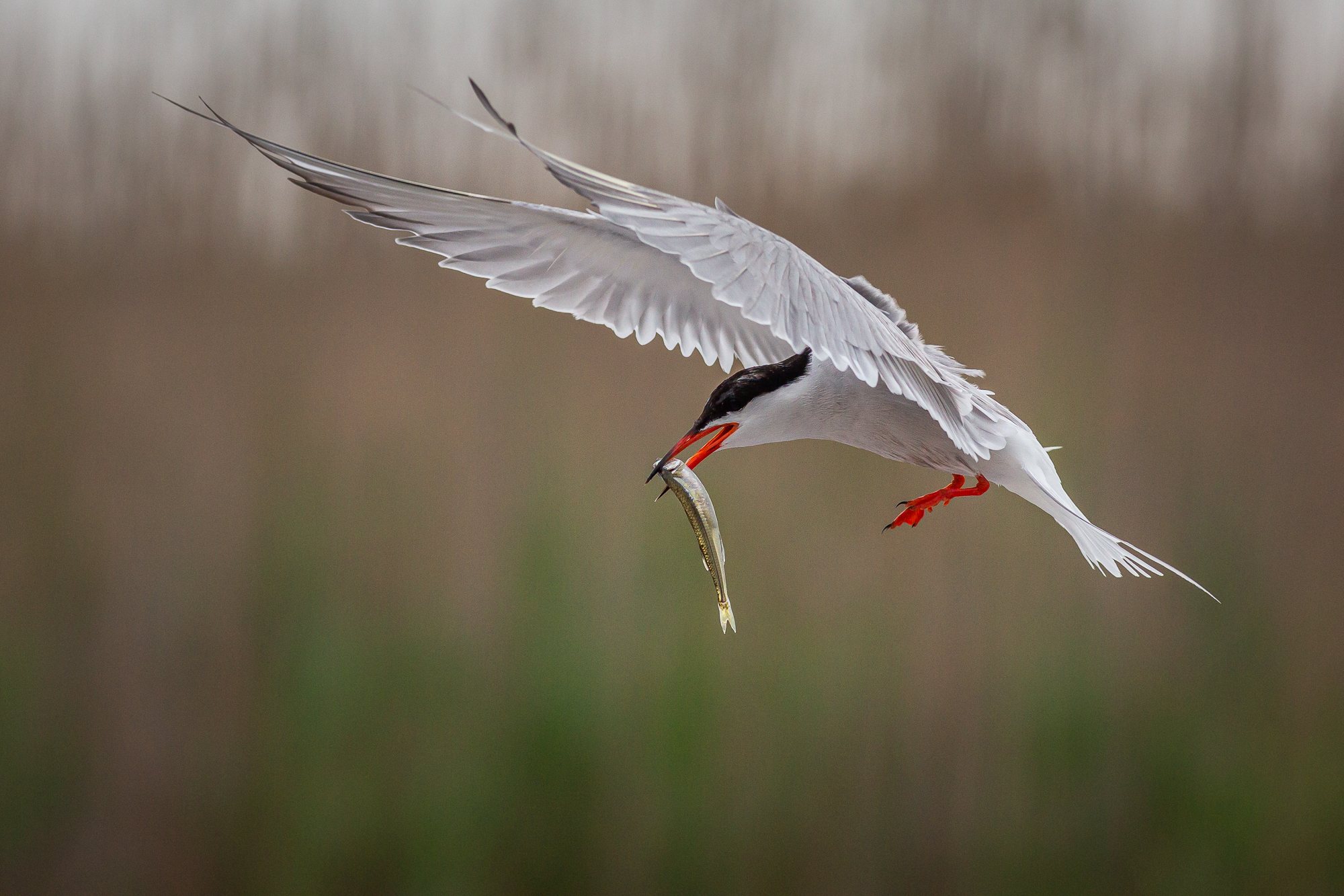 Top Birdwatching Day Tours in Bourgas, Bulgaria