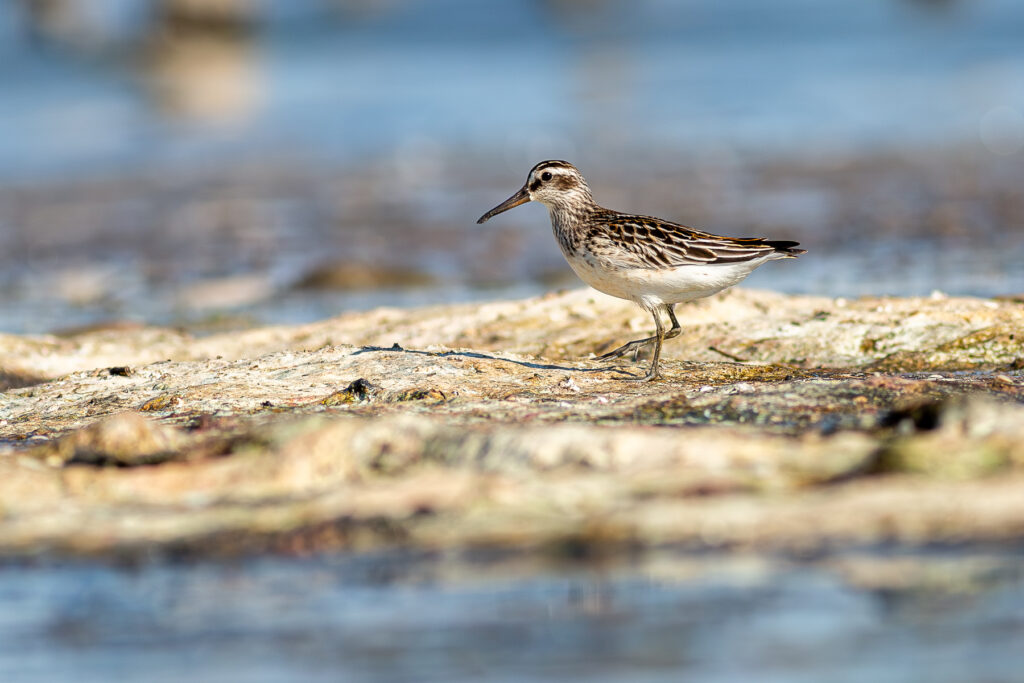 Greece autumn bird migration