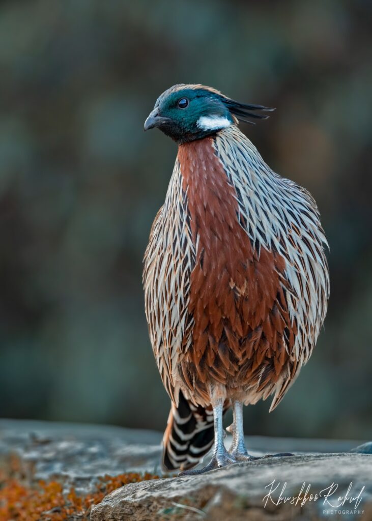 India bird photography