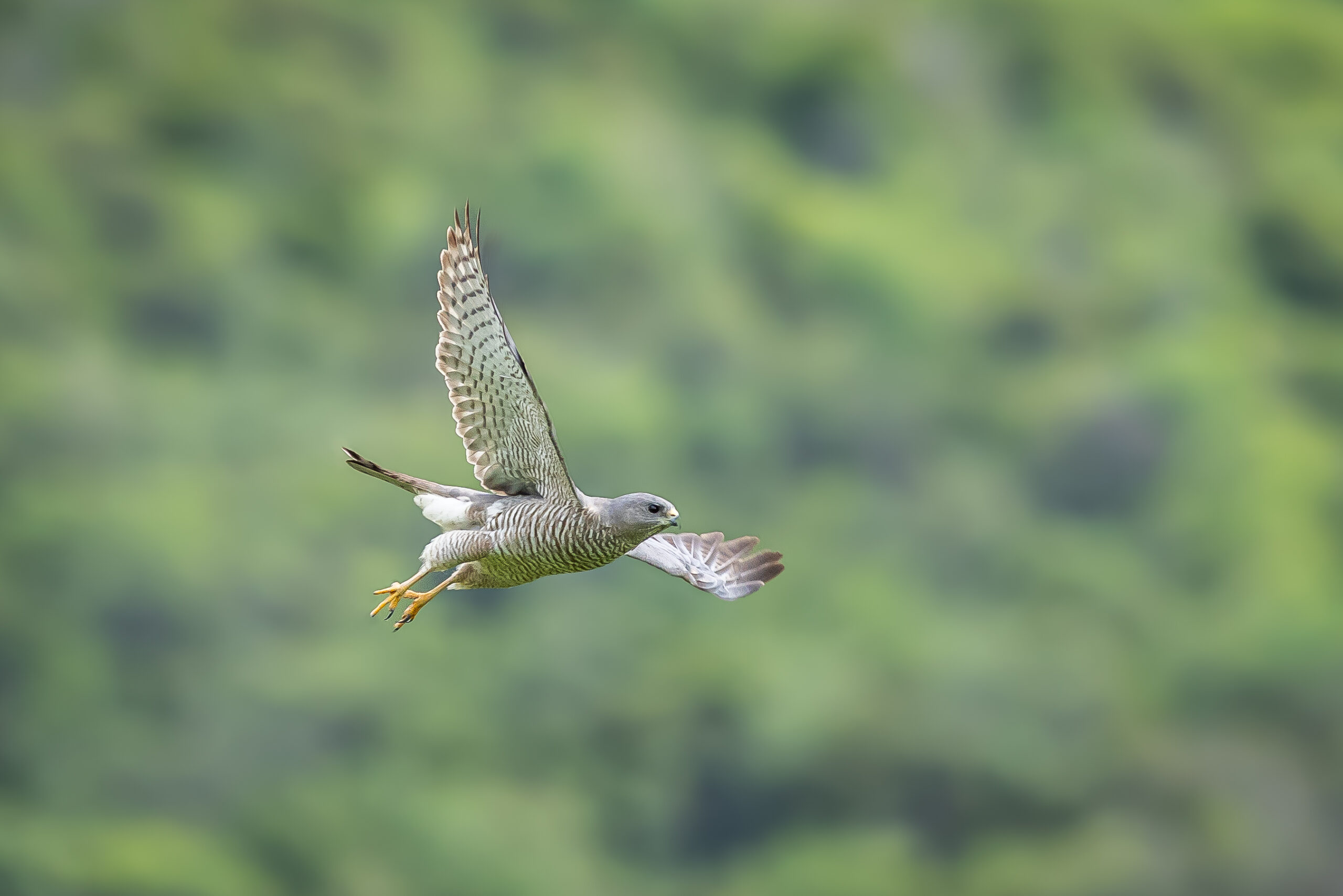 Greece autumn bird migration: 8 days