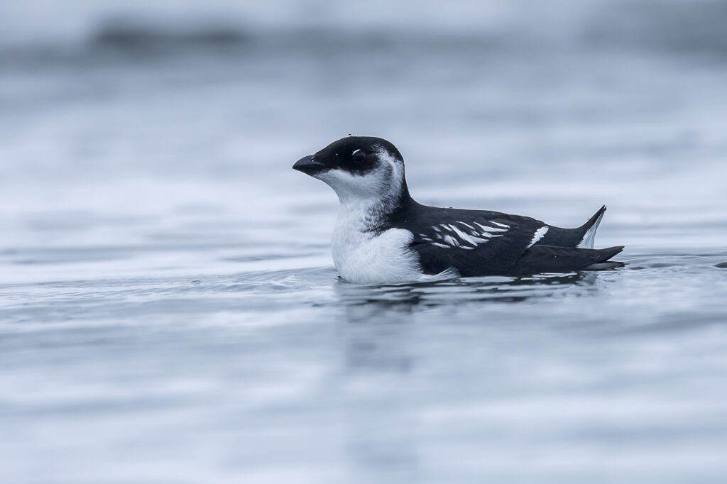 Norway bird photography trip