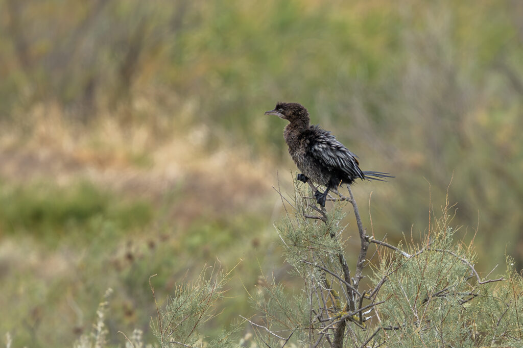 Birding in Northern Greece: