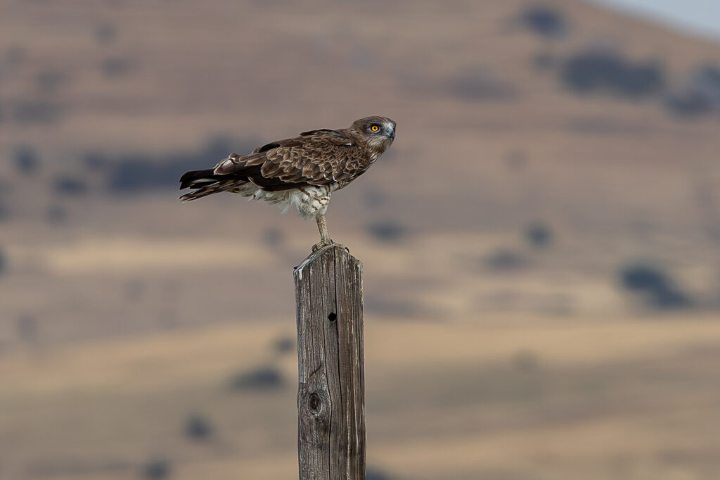 Birding in Northern Greece: