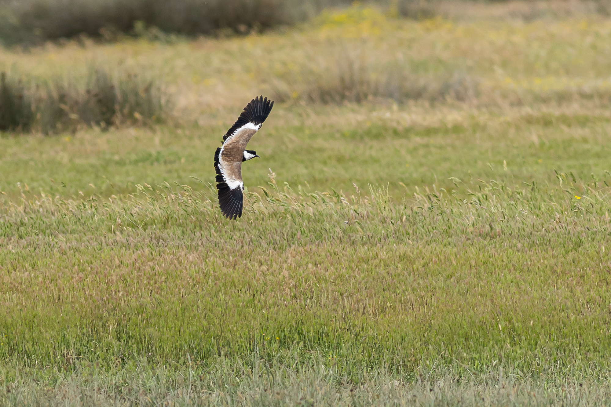 Birding in Northern Greece: 180 species in 4 days