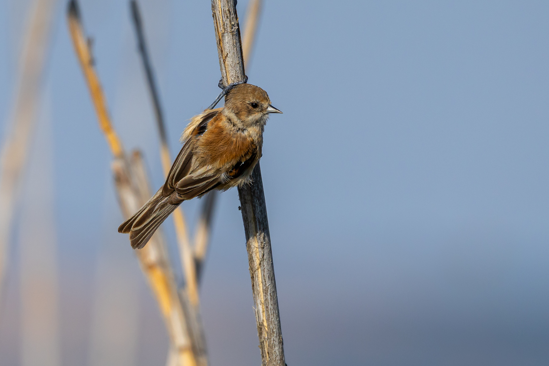 Two-Day Guided Birdwatching Tour in Bulgaria – 130 Species Spotted