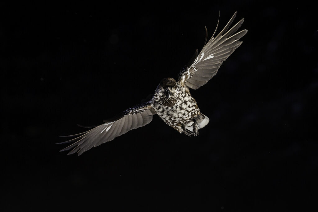 Spotted Nutcracker photography workshop