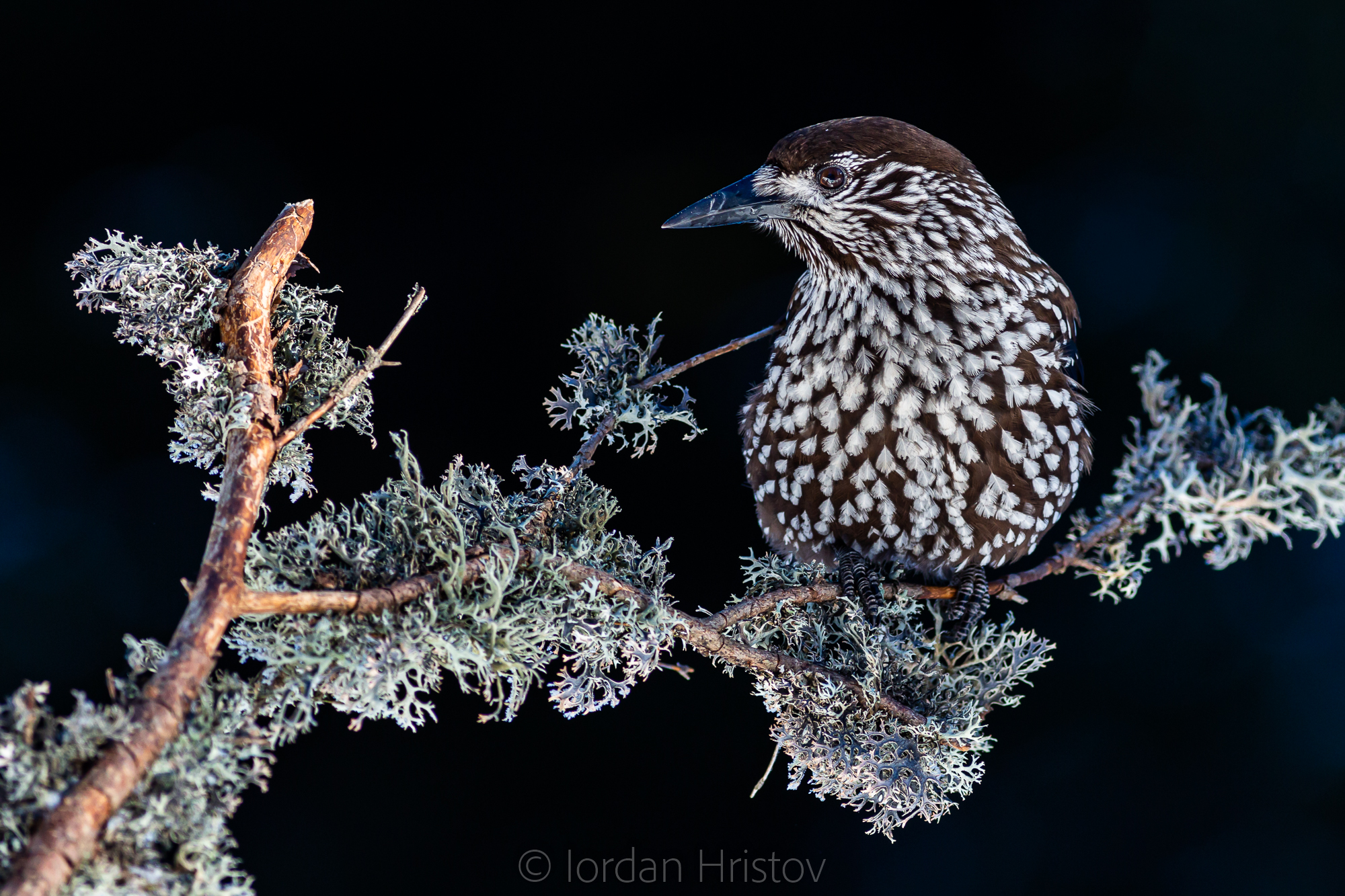 Spotted Nutcracker photography workshop: day tours