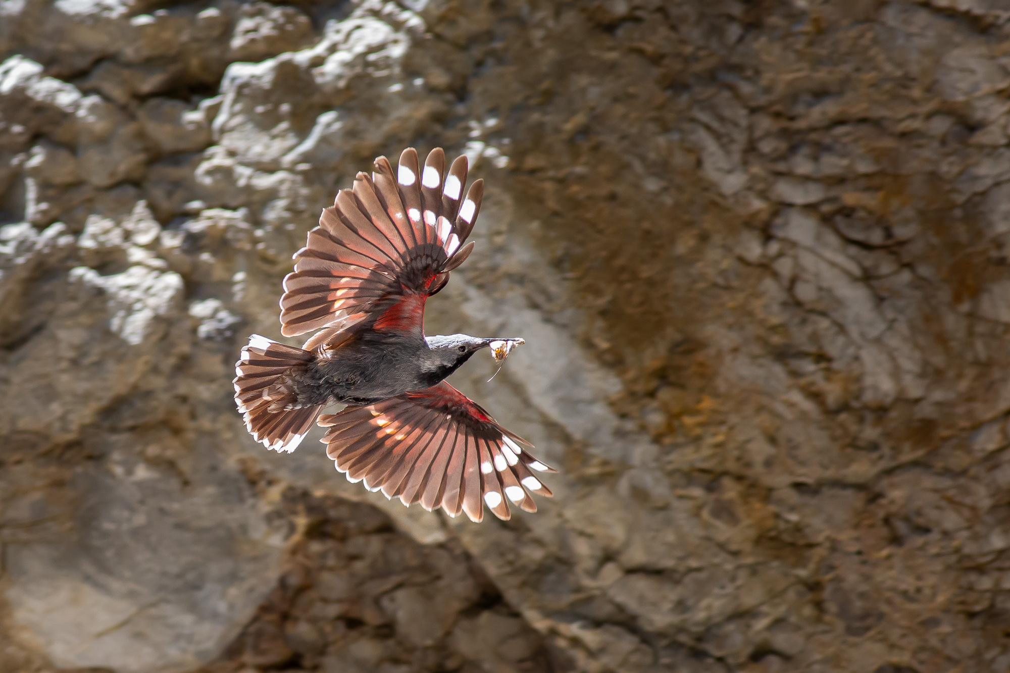 Explore birds of Bulgaria: 10 days birdwatching adventure