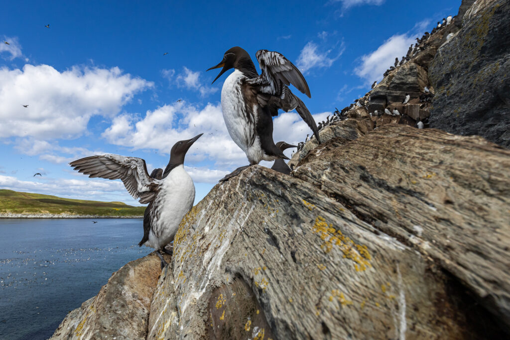 spring birdwatching in Arctic Norway