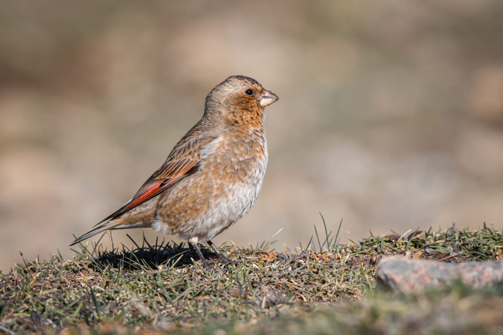 Best Morocco birdwatching tour