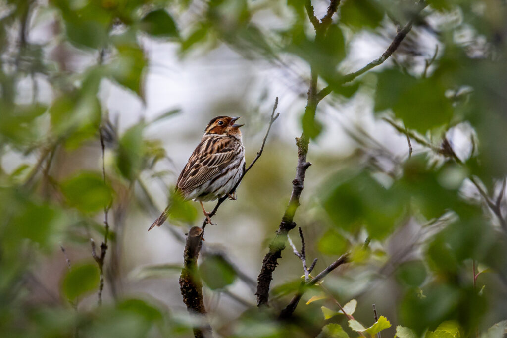 spring birdwatching in Arctic Norway