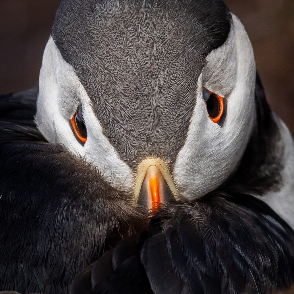 spring birdwatching in arctic norway