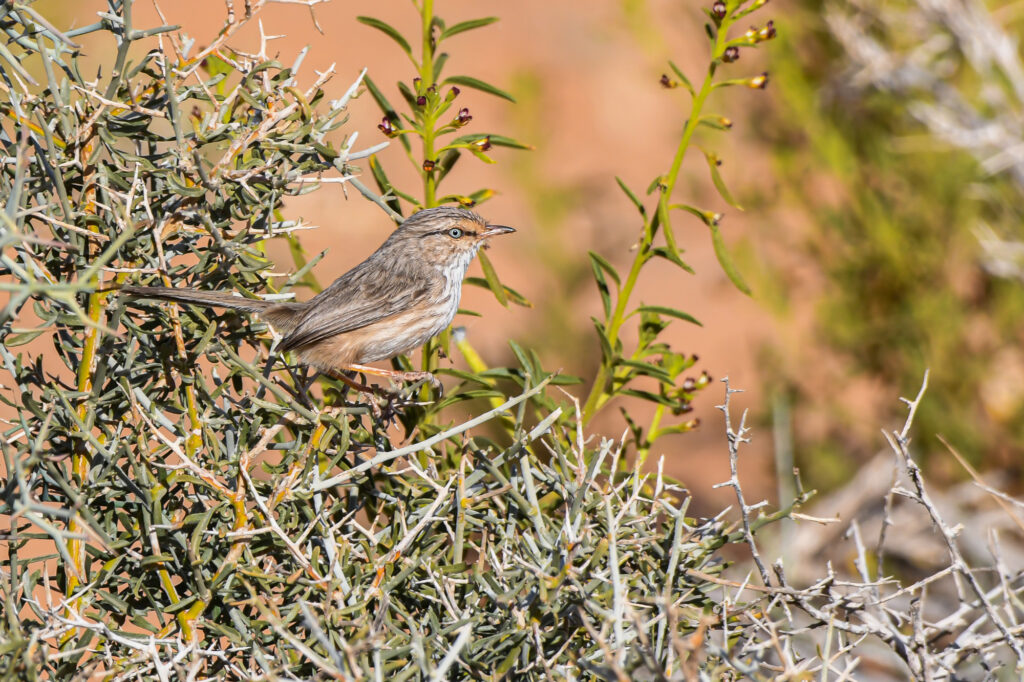 best Morocco birdwatching tour
