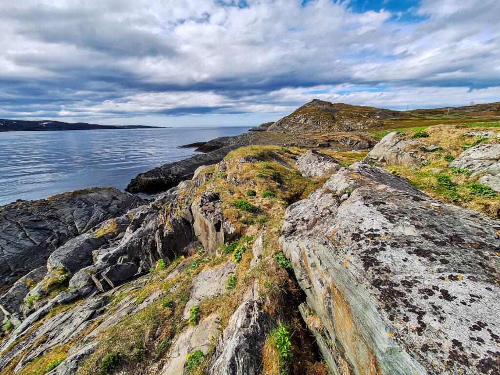 spring birdwatching in Arctic Norway