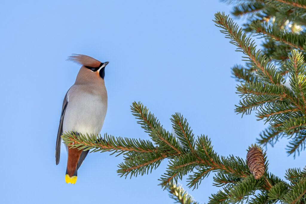 spring birdwatching in Arctic Norway
