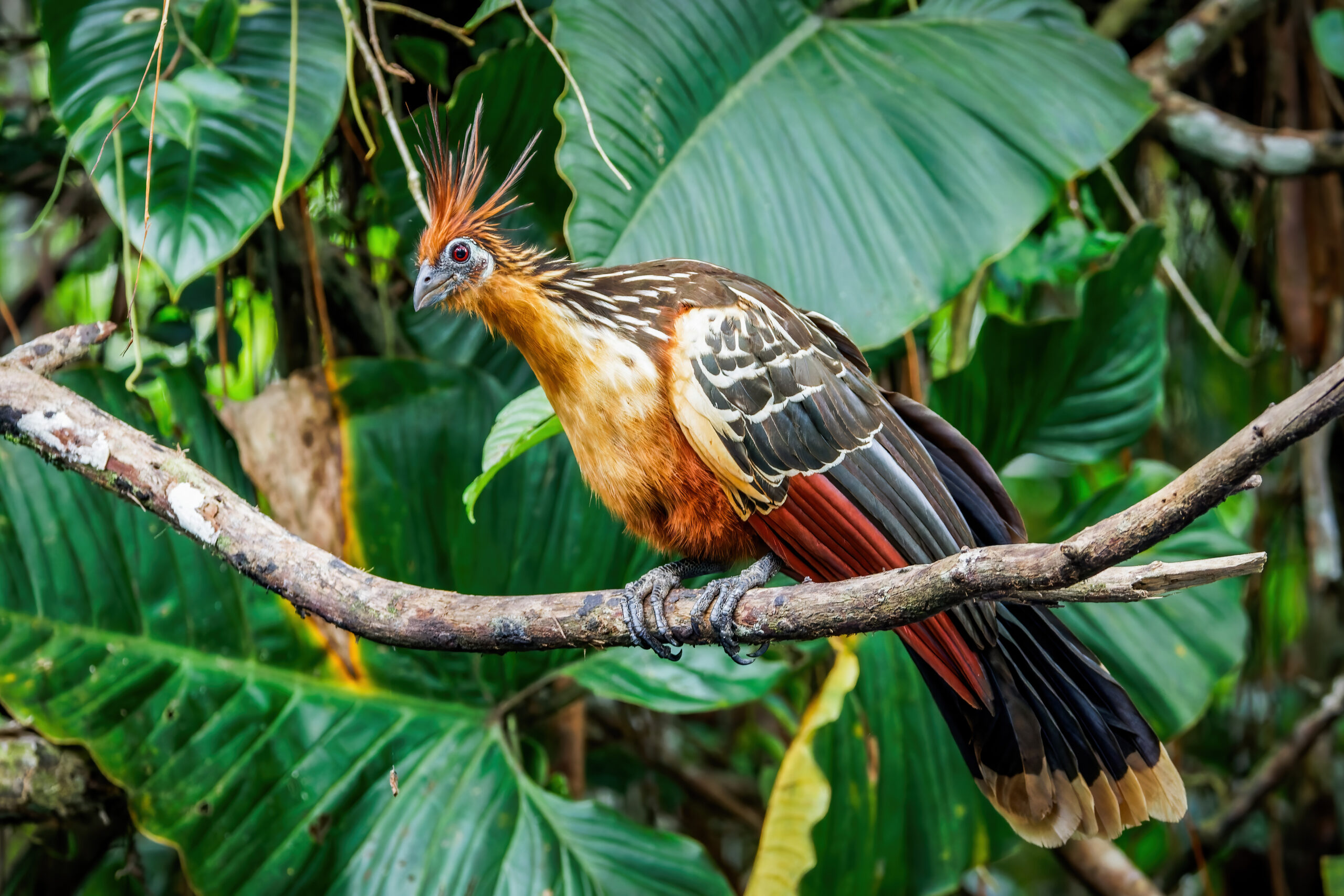 Best Value Bird Photography Tour Ecuador | Andes, Cloud Forest & Amazon