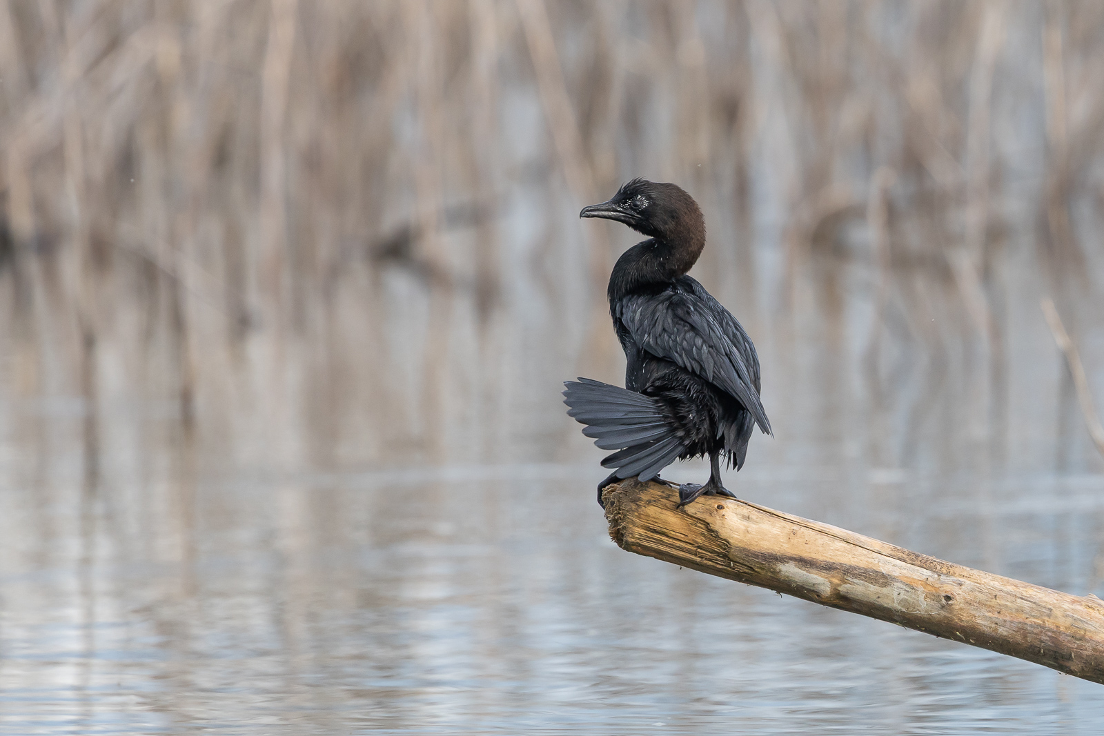 Lake Kerkini Birding Tour – 194 Species in 7 Days of Slow Birding in Northern Greece