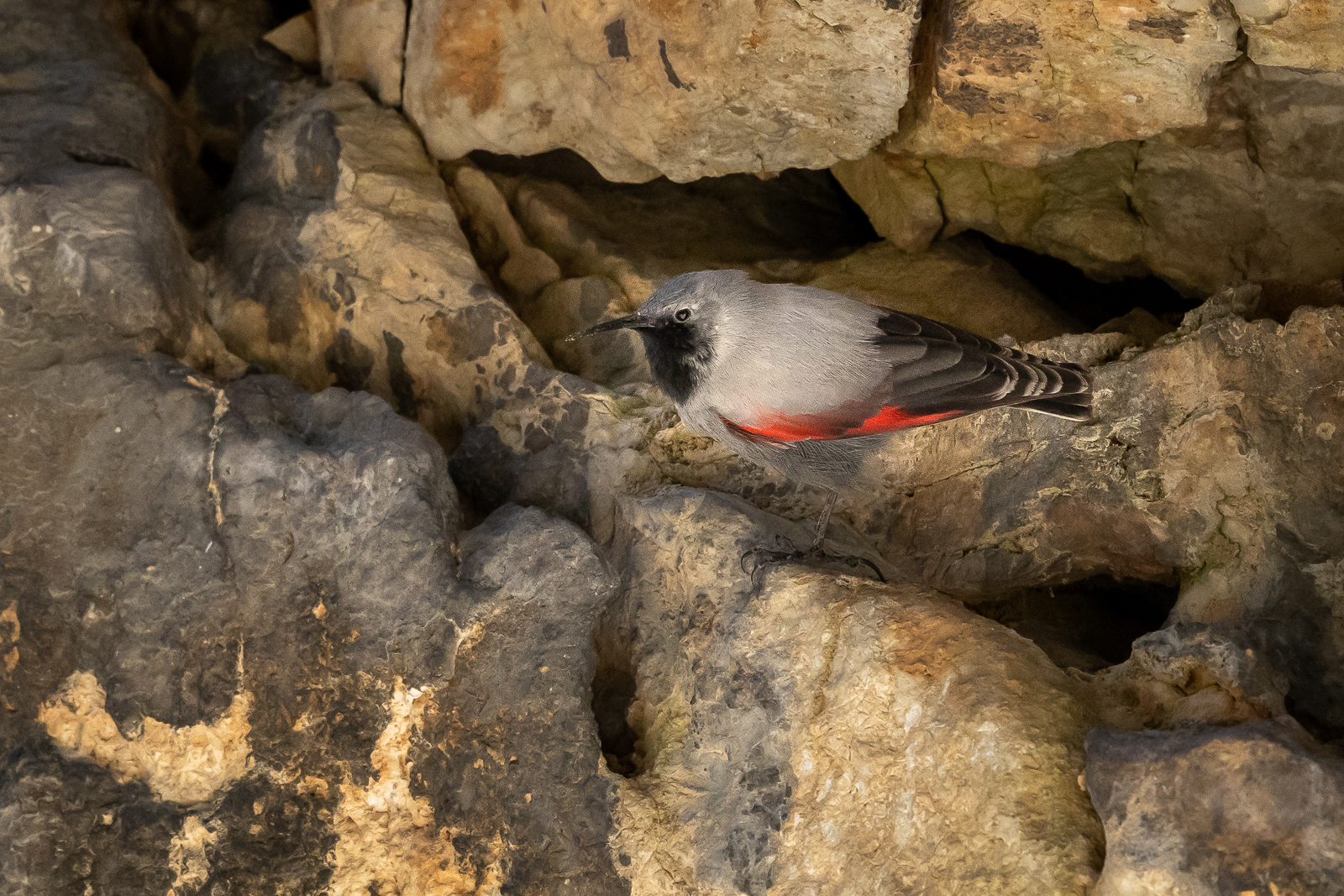 Bulgaria Birding Tour – 200+ Species Across the Rhodopes, Burgas Wetlands and Black Sea Coast
